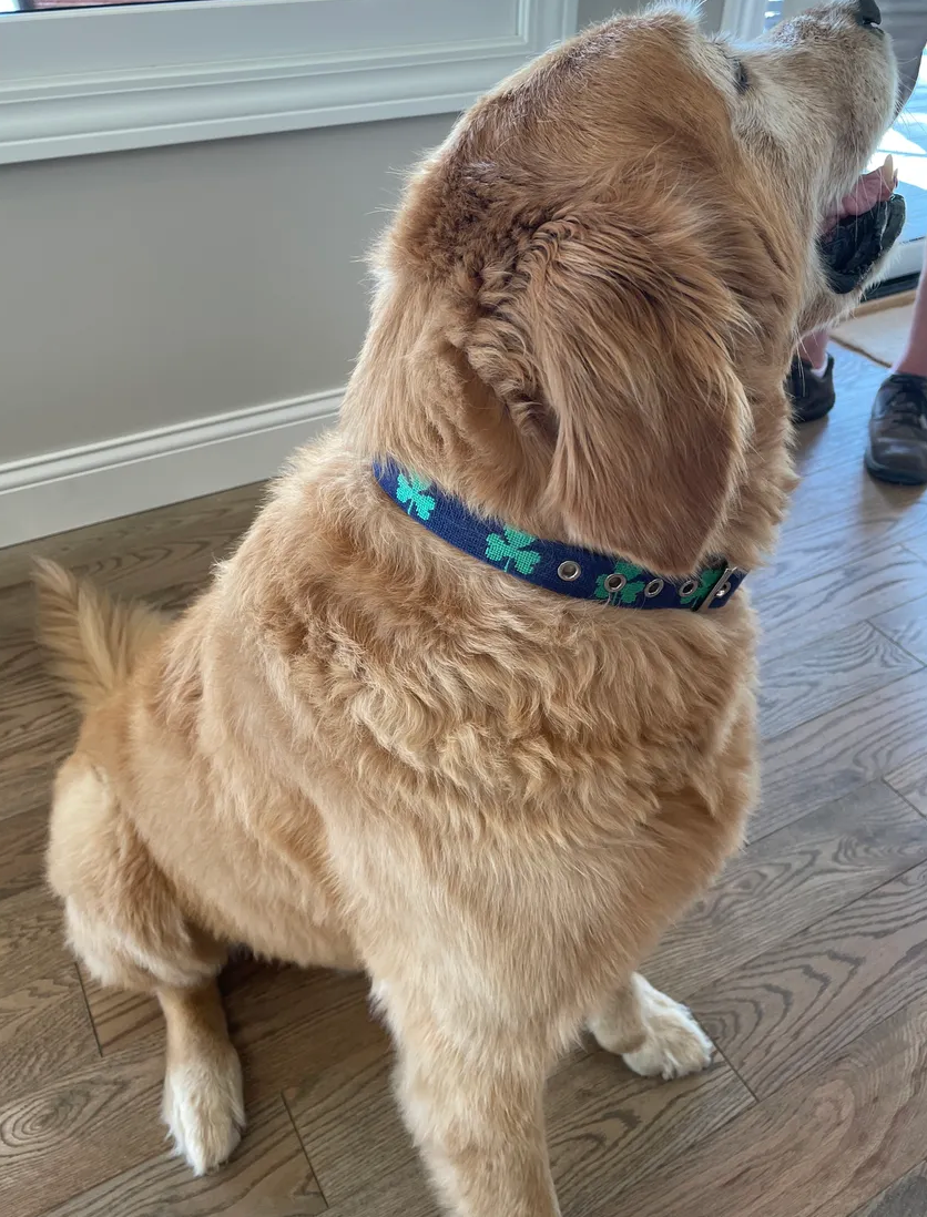 Smathers & Branson Shamrock Dog Collar (Dark Navy)