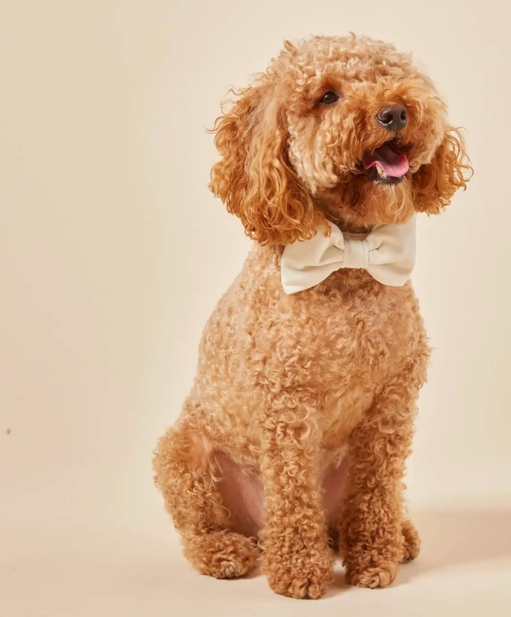 Ivory Velvet Day Dog Bow Tie
