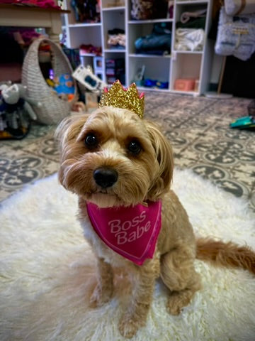 dog birthday crown